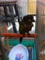 [Conure][ウロコインコ][ウロコインコ][インコ]くるみ（気持ちいーなー）