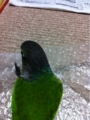 [Conure][ウロコインコ][ウロコインコ][インコ]くるみ（気に入っちゃったのー！）