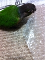 [Conure][ウロコインコ][ウロコインコ][インコ]くるみ（またもらってきてねー！）