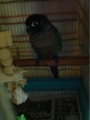 [Conure][ウロコインコ][ウロコインコ][インコ]くるみ（布団取らないで！）