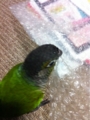 [Conure][ウロコインコ][ウロコインコ][インコ]くるみ（さっそくですが…）