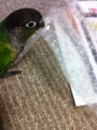 [Conure][ウロコインコ][ウロコインコ][インコ]くるみ（たまにプチヒット）