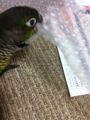 [Conure][ウロコインコ][ウロコインコ][インコ]くるみ（がおー！）