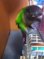 [Conure][ウロコインコ][ウロコインコ][インコ]くるみ（たまには屋根の上）