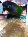 [Conure][ウロコインコ][ウロコインコ][インコ]くるみ（新しいのもらったのー！）