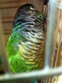 [Conure][ウロコインコ][ウロコインコ][インコ]くるみ（起きる気ないからねー！）