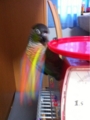 [Conure][ウロコインコ][ウロコインコ][インコ]くるみ（イリュージョン！）