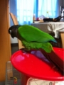 [Conure][ウロコインコ][ウロコインコ][インコ]くるみ（ボールちゃん、落ちちゃった）