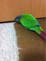 [Conure][ウロコインコ][ウロコインコ][インコ]くるみ（廊下に出たいのー！）