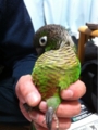 [Conure][ウロコインコ][ウロコインコ][インコ]くるみ（いとのんびり）