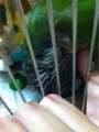 [Conure][ウロコインコ][ウロコインコ][インコ]くるみ（起きるもんかー！）