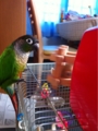 [Conure][ウロコインコ][ウロコインコ][インコ]くるみ（今日も暴れるぞー！）