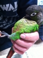 [Conure][ウロコインコ][ウロコインコ][インコ]くるみ（楽だからねー！）