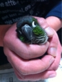 [Conure][ウロコインコ][ウロコインコ][インコ]くるみ（温いわぁ）