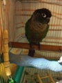 [Conure][ウロコインコ][ウロコインコ][インコ]くるみ（寒いのかな？）