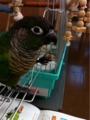 [Conure][ウロコインコ][ウロコインコ][インコ]くるみ（塩土うまーっ）