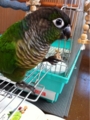 [Conure][ウロコインコ][ウロコインコ][インコ]くるみ（塩土は外で食べるもの！）