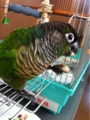 [Conure][ウロコインコ][ウロコインコ][インコ]くるみ（ぶーちゃん掃除しといてねー！）