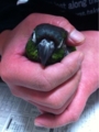 [Conure][ウロコインコ][ウロコインコ][インコ]くるみ（ぶりっ子）