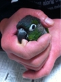 [Conure][ウロコインコ][ウロコインコ][インコ]くるみ（かじかじかじかじ）