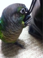 [Conure][ウロコインコ][ウロコインコ][インコ]くるみ（くーが会社に行くのー！）