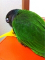 [Conure][ウロコインコ][ウロコインコ][インコ]くるみ（前髪伸びちゃった）