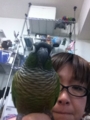 [Conure][ウロコインコ][ウロコインコ][インコ]くるみ（じゃかじゃん♪）