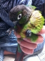 [Conure][ウロコインコ][ウロコインコ][インコ]くるみ（豪華なインコなのー！）