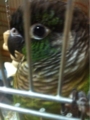 [Conure][ウロコインコ][ウロコインコ][インコ]くるみ（もーにん）