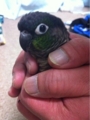 [Conure][ウロコインコ][ウロコインコ][インコ]くるみ（甘えちゃうぞー！）