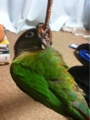 [Conure][ウロコインコ][ウロコインコ][インコ]くるみ（パーザンじゃないってばっ！）