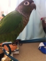 [Conure][ウロコインコ][ウロコインコ][インコ]くるみ（ハンガーに乗ってみた）