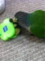 [Conure][ウロコインコ][ウロコインコ][インコ]くるみ（けろっぴに何するんだ！）