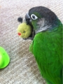 [Conure][ウロコインコ][ウロコインコ][インコ]くるみ（もうくるみのものだからねー！）