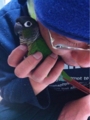 [Conure][ウロコインコ][ウロコインコ][インコ]くるみ（くーで拭かないで！）