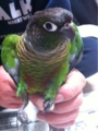 [Conure][ウロコインコ][ウロコインコ][インコ]くるみ（どーだーっ！）