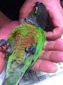 [Conure][ウロコインコ][ウロコインコ][インコ]くるみ（ニギコロは半年に1回ね！）