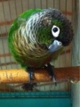 [Conure][ウロコインコ][ウロコインコ][インコ]くるみ（なんやー！）