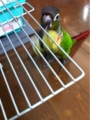 [Conure][ウロコインコ][ウロコインコ][インコ]くるみ（ビーちゃんとおでかけ！）