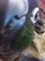 [Conure][ウロコインコ][ウロコインコ][インコ]くるみ（iPhoneくれって！）