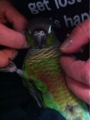 [Conure][ウロコインコ][ウロコインコ][インコ]くるみ（だんなひゃんのお腹の上！）