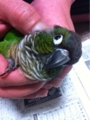 [Conure][ウロコインコ][ウロコインコ][インコ]くるみ（きゃは）