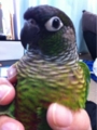 [Conure][ウロコインコ][ウロコインコ][インコ]くるみ（最近、毎日お説教されるの）