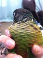 [Conure][ウロコインコ][ウロコインコ][インコ]くるみ（ちっ、反省してまーす）