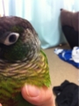 [Conure][ウロコインコ][ウロコインコ][インコ]くるみ（もうしないなんて言わないよぜったい）