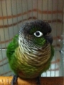 [Conure][ウロコインコ][ウロコインコ][インコ]くるみ（もふもふ星の王子様！）