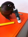 [Conure][ウロコインコ][ウロコインコ][インコ]くるみ（乾燥してるよねー！）