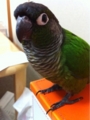 [Conure][ウロコインコ][ウロコインコ][インコ]くるみ（ぶーちゃん、リップクリーム拾って！）