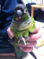 [Conure][ウロコインコ][ウロコインコ][インコ]くるみ（干しりんご大好きだ！）