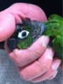 [Conure][ウロコインコ][ウロコインコ][インコ]くるみ（寝癖つけないでよー！）